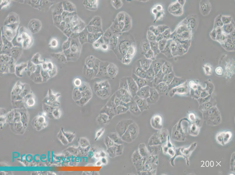 HCC1428 Cell Complete Medium - 4