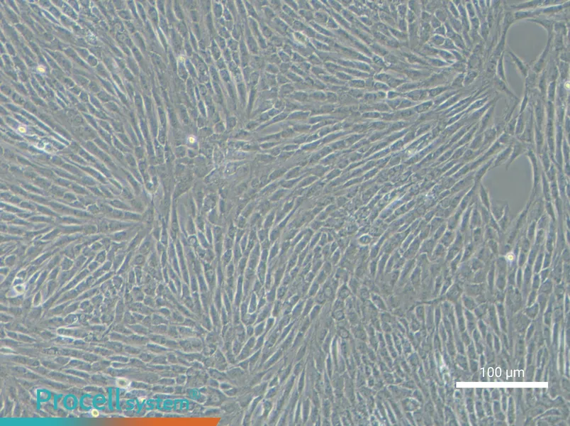 NRK Cell Complete Medium - 2