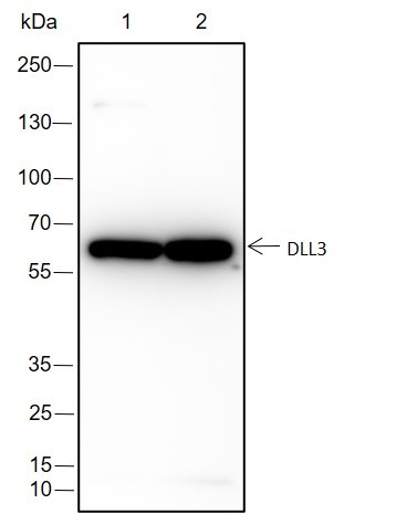 Recombinant DLL3 Monoclonal Antibody-searchlist-1