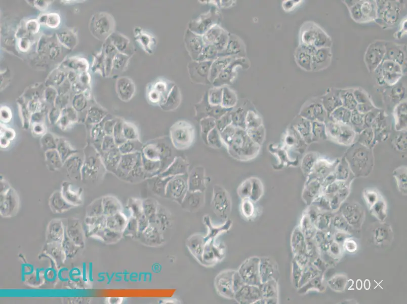 HCC1428 Cell Complete Medium - 5