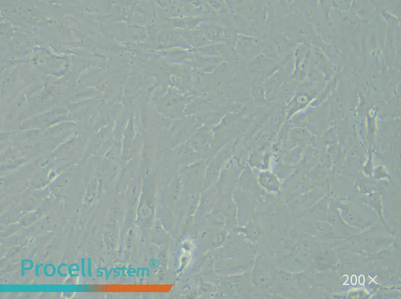 KGN Cell Complete Medium - small - 6