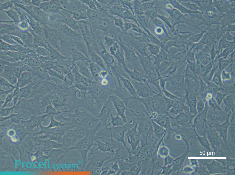 Human Chondrocyte (Primary cell immortalization) Complete Medium - 4