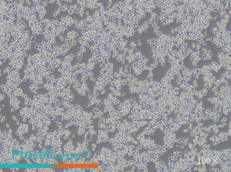 COLO 320DM Cell Complete MediumCOLO 320DM Cell Complete Medium - 2