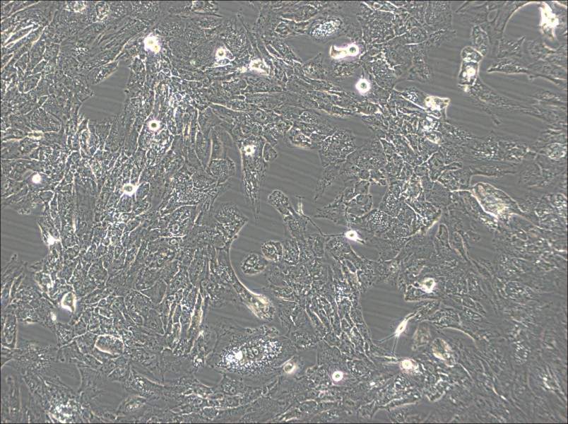 UM-Chor1 Cell Complete MediumUM-Chor1 Cell Complete Medium - 3