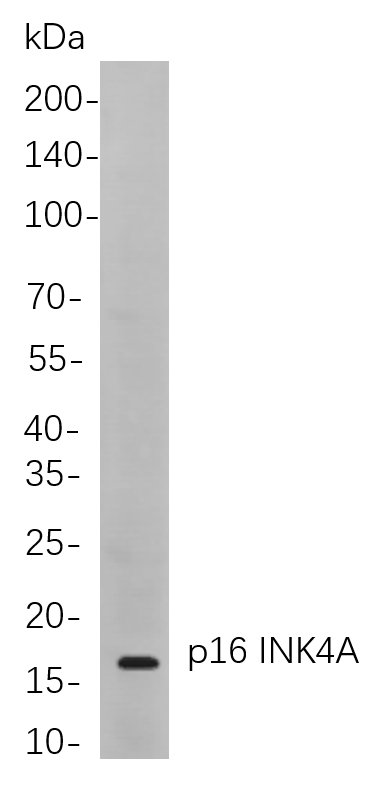 Recombinant p16 INK4A Monoclonal Antibody-searchlist-1