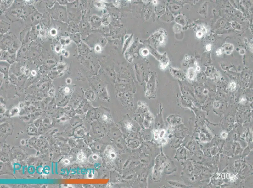 H4 Cell Complete MediumH4 Cell Complete Medium - 3