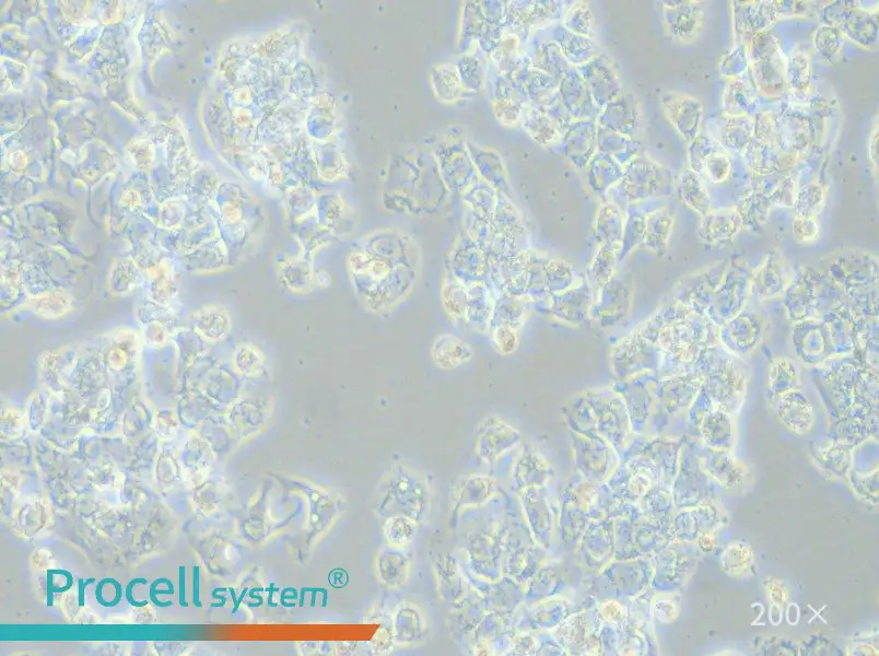 HCC1569 Cell Complete Medium - small - 4