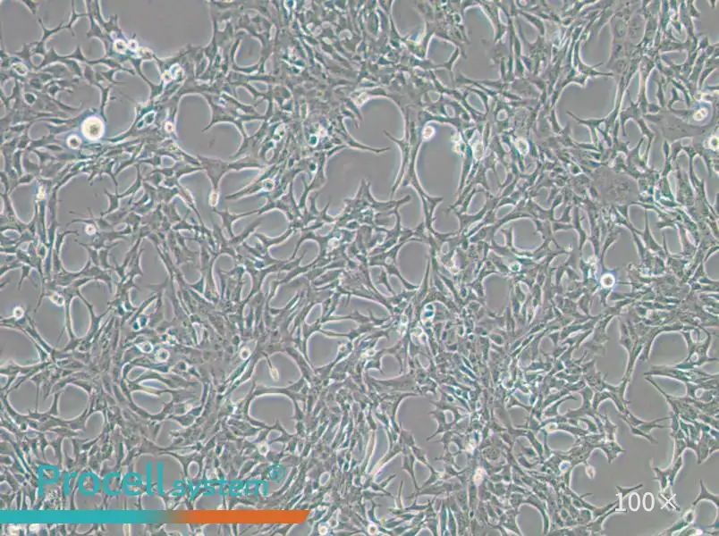 C8-D1A Cell Complete Medium - 2