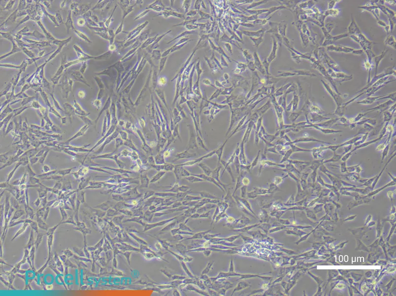 Rat Embryonic Fibroblast Complete Medium - 2