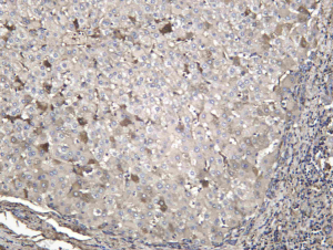 Recombinant FA10 Monoclonal Antibody - 1