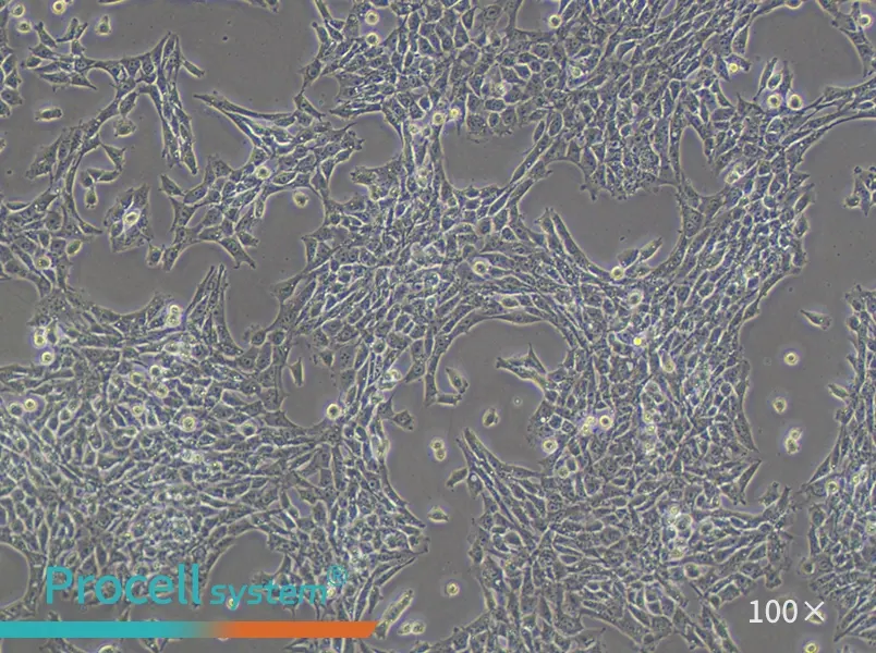 TM3 Cell Complete Medium - 1