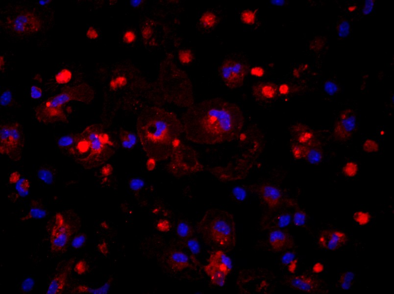 Mouse Kupffer Cell Complete MediumMouse Kupffer Cell Complete Medium - 2