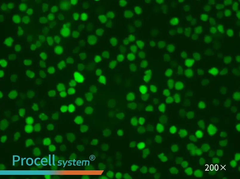U-937-GFP Cell Complete Medium - 6