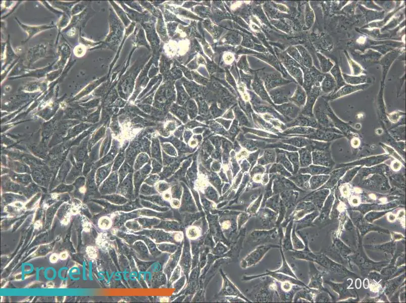 NCI-H596 Cell Complete Medium - small - 4