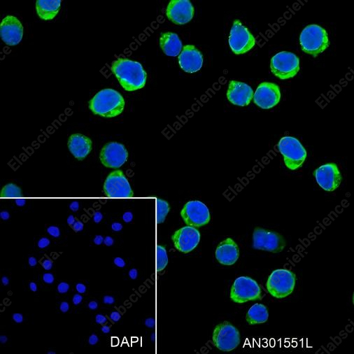Recombinant HLA-DPB1 Monoclonal Antibody - 4