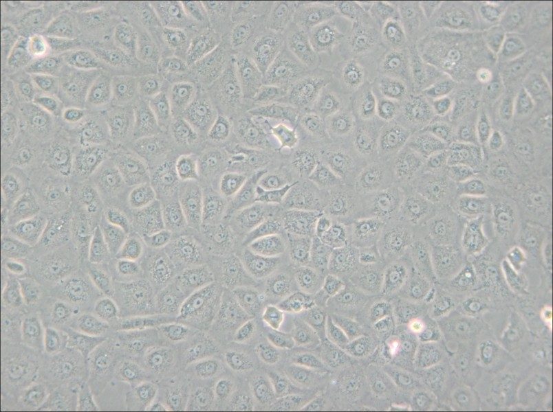 WB-F344 Cell Complete Medium - 6