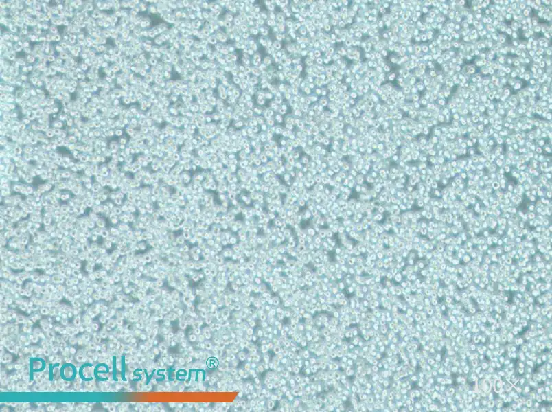 MV-4-11 Cell Complete Medium - 1