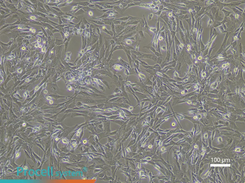Rat Tracheal Fibroblast Complete MediumRat Tracheal Fibroblast Complete Medium - 3