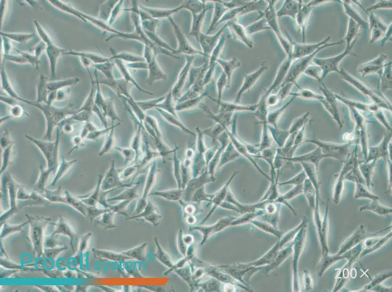 WM115 Cell Complete Medium - 6