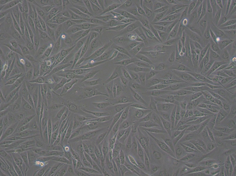 SW962 (L15) Cell Complete Medium-searchlist-1