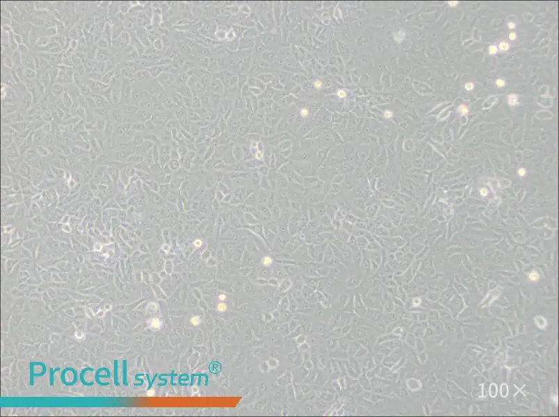 Mahlavu Cell Complete Medium - 2
