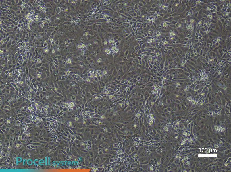 Mouse Small Intestinal Mucosal Epithelial Cell Complete Medium - 3