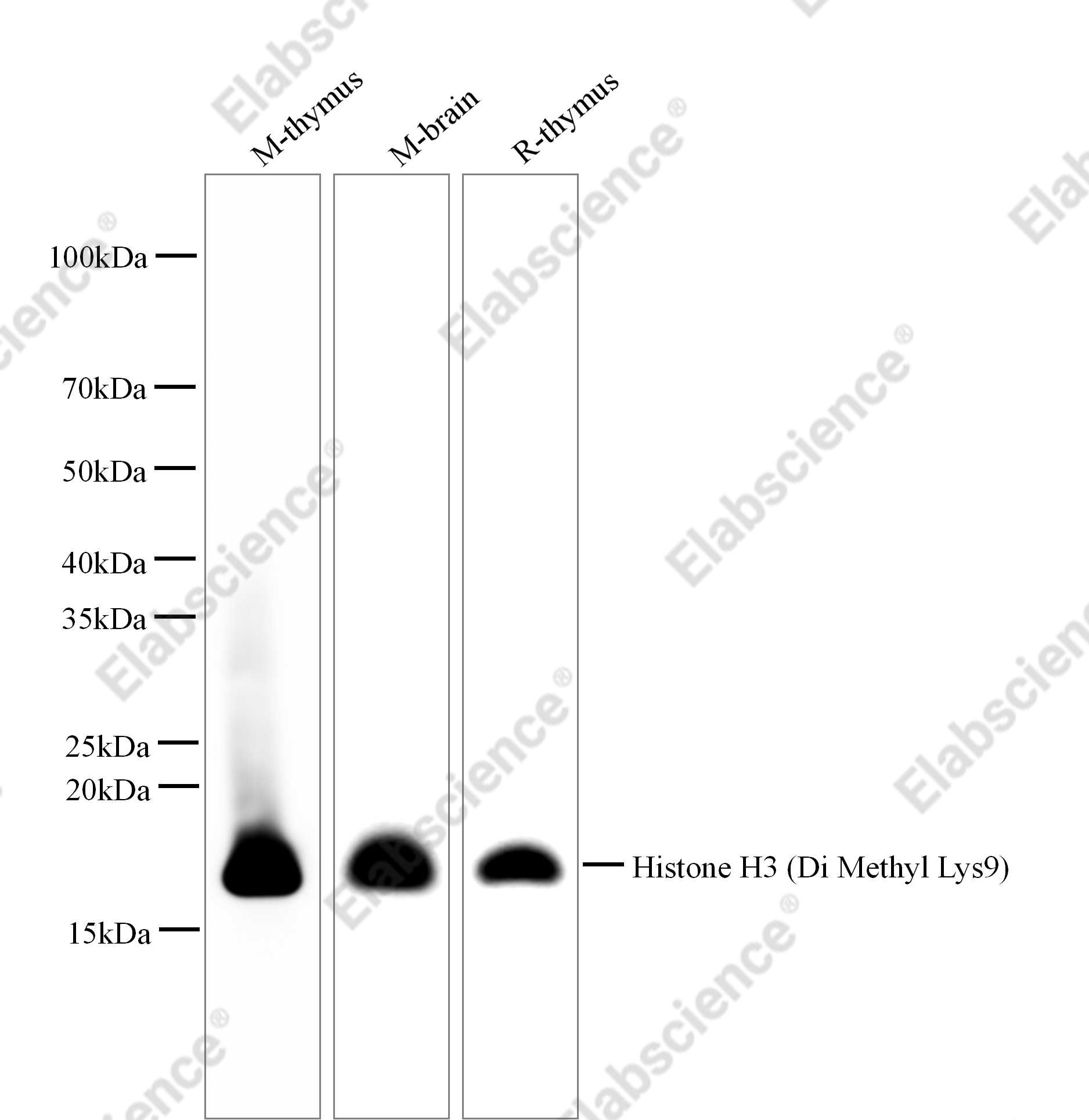 Recombinant Histone H3 (Di Methyl Lys9) Monoclonal Antibody - 1