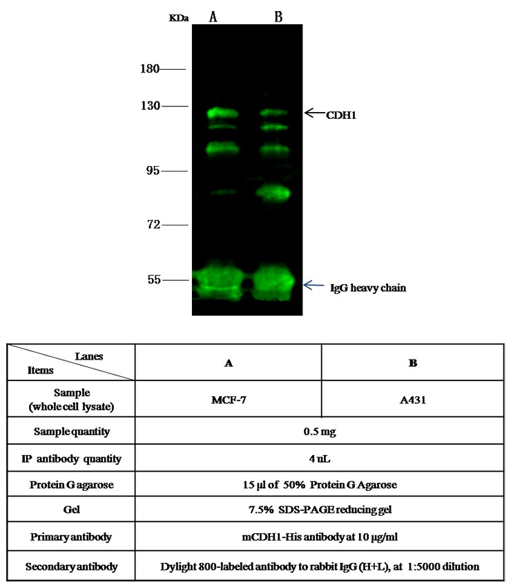 Recombinant E-Cadherin/CDH1/E-cad/CD324 Monoclonal Antibody-searchlist-1