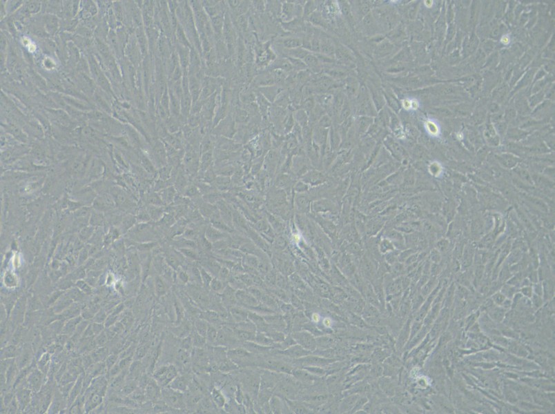 KGN Cell Complete Medium - 3