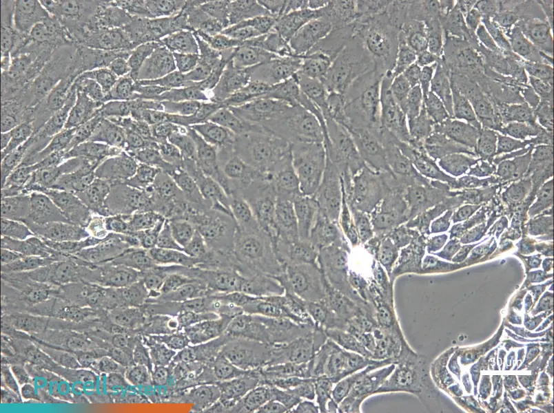 NCI-H2444 - 4