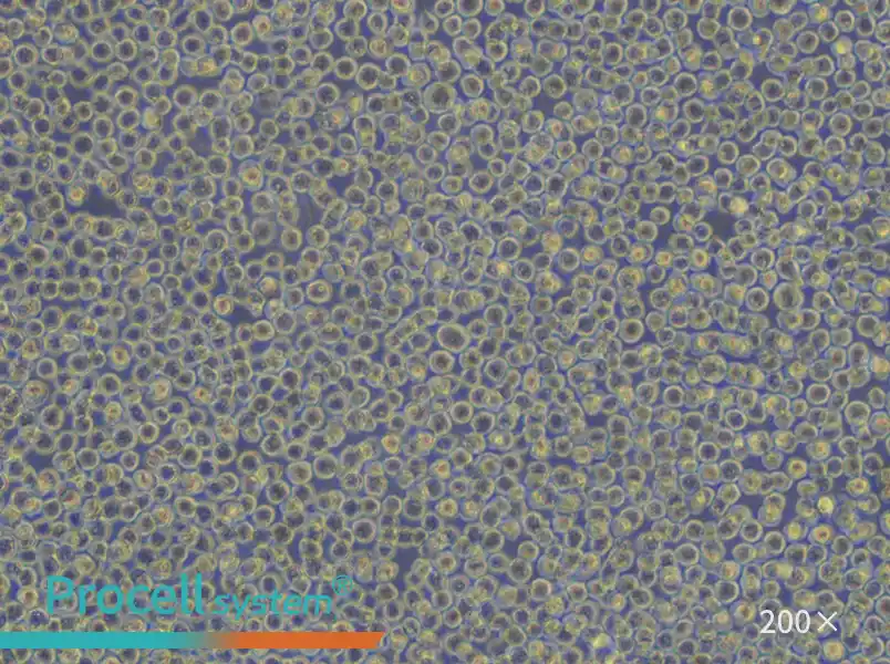 HL-60 Cell Complete Medium - small - 5