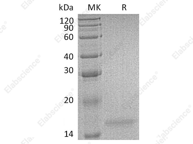 Recombinant Human Interleukin-17F/IL-17F Protein - 1