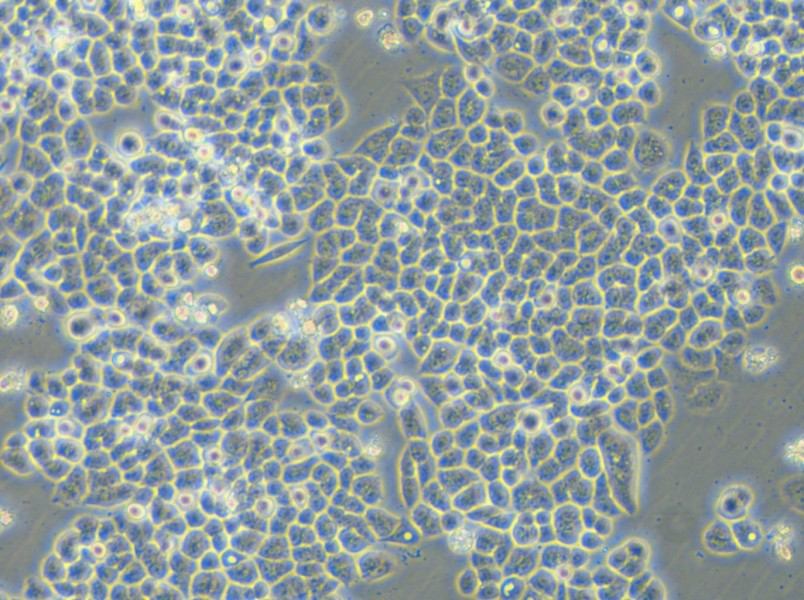 HCT-15-5FU Cell Complete Medium - 6