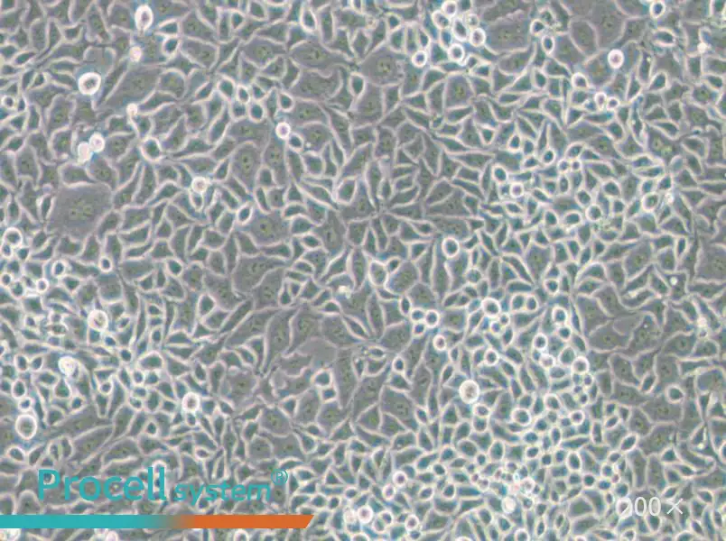 RKO-E6 Cell Complete Medium - small - 4