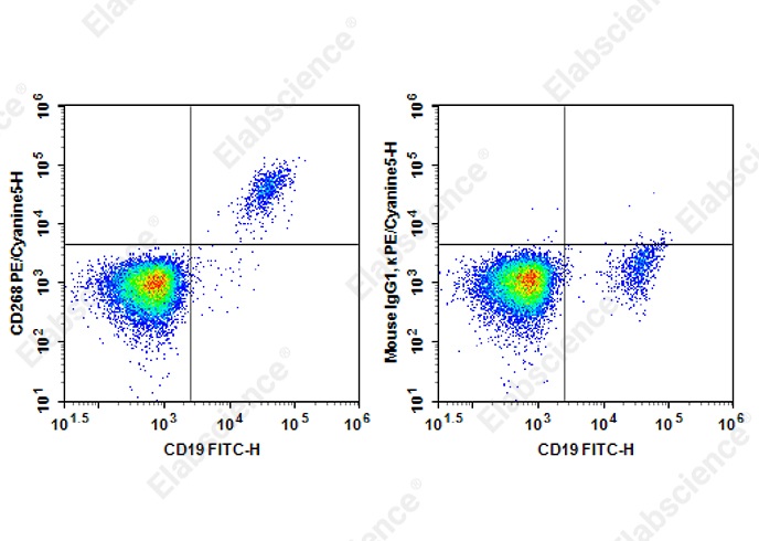 PE/Cyanine 5 Anti-Human CD268 Antibody[7H12] - 1