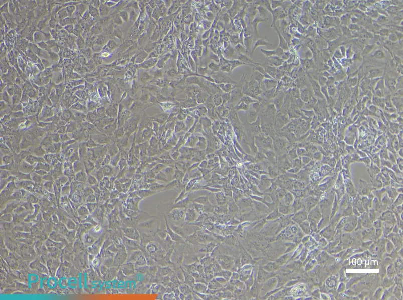 Mouse Corpus Cavernosum Smooth Muscle Cell Complete Medium - 2