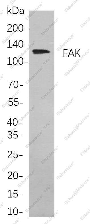 Recombinant FAK Monoclonal Antibody - 1