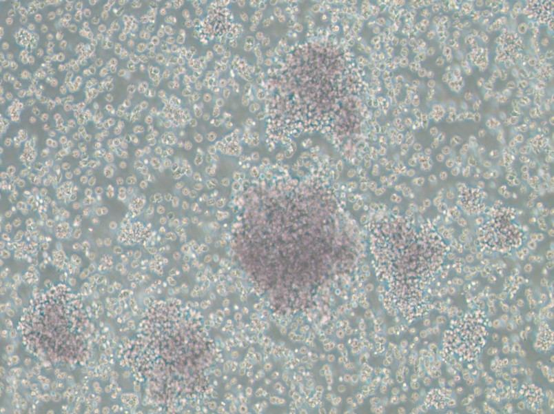 Granta-519 Cell Complete Medium-searchlist-1