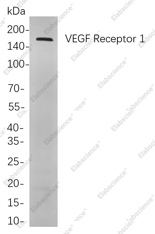 Recombinant VEGF Receptor 1 Monoclonal Antibody - 1