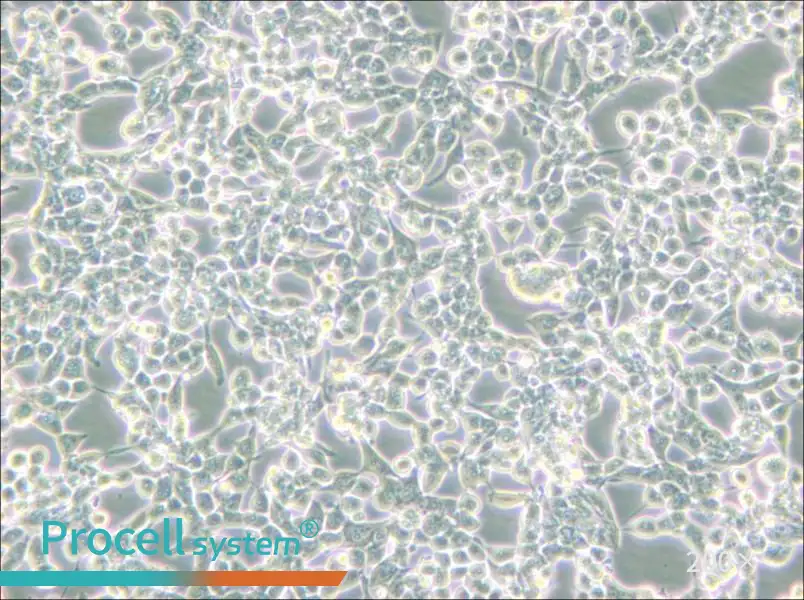 293E Cell Complete Medium - small - 4