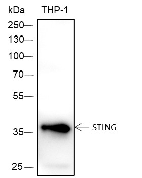 Recombinant STING Monoclonal Antibody-searchlist-1