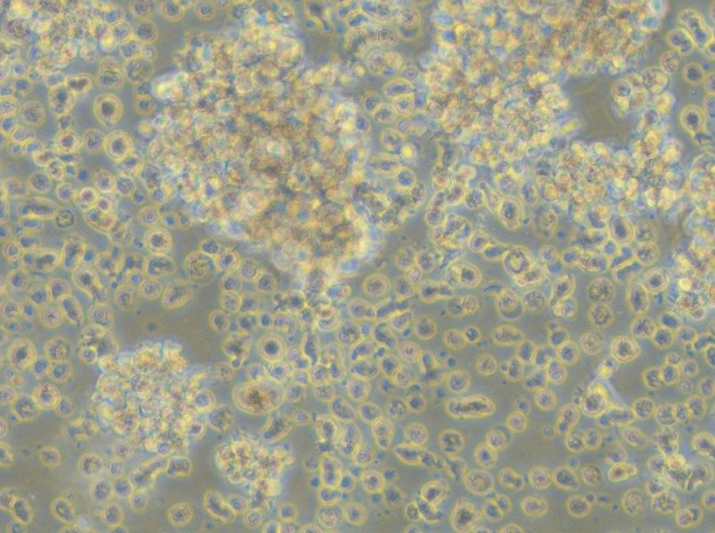 LCL 721.221 Cell Complete Medium - small - 5