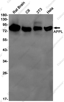 Recombinant APPL1 Monoclonal Antibody - 1