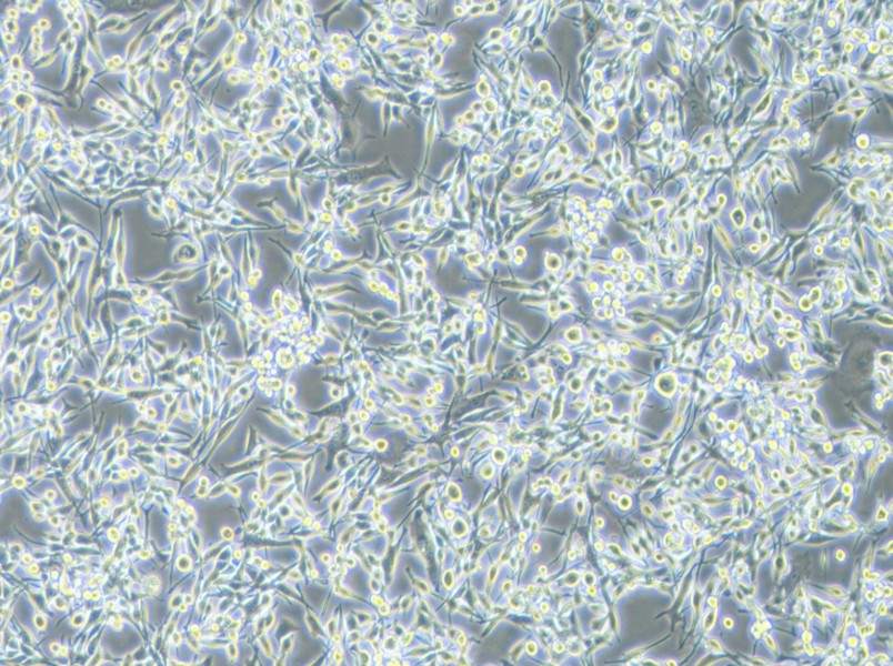 LA795 Cell Complete Medium - 2