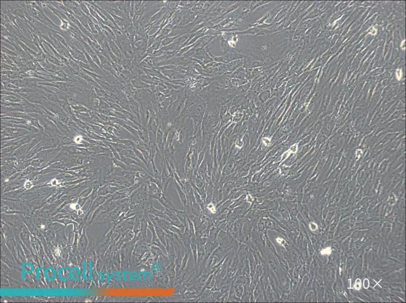 hTERT-HPNE Cell Complete Medium - 1