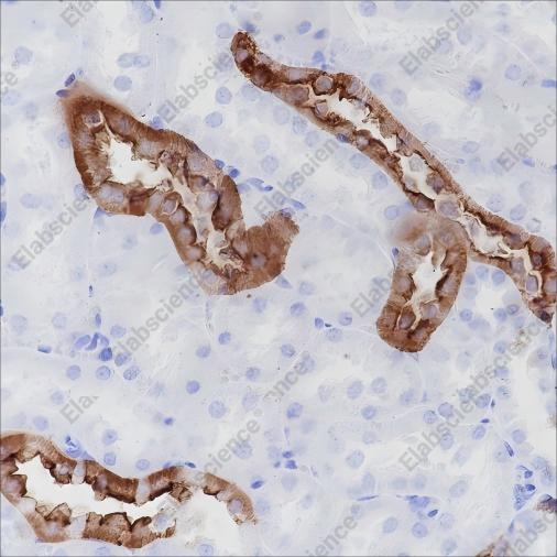 Recombinant CD15/SSEA1 Monoclonal Antibody - 4