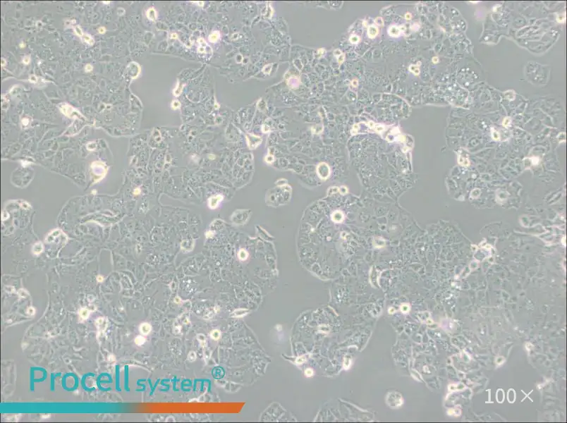 HEC-1-A Cell Complete Medium - 3