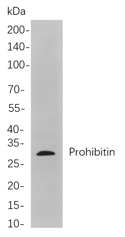 Recombinant Prohibitin Monoclonal Antibody-searchlist-1