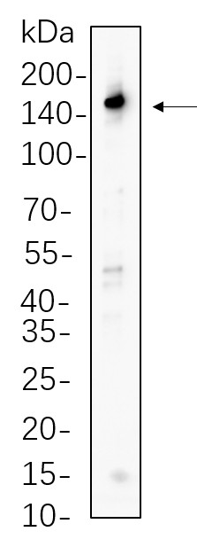 Recombinant PLC γ1 Monoclonal Antibody-searchlist-1