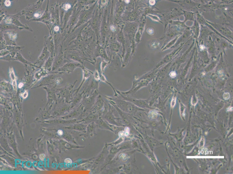 IBRS-2 [IB-RS-2] Cell Complete Medium - small - 4